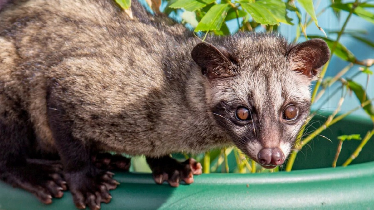 Three men detained over unlicensed Asian palm civet cubs in Kelantan operation