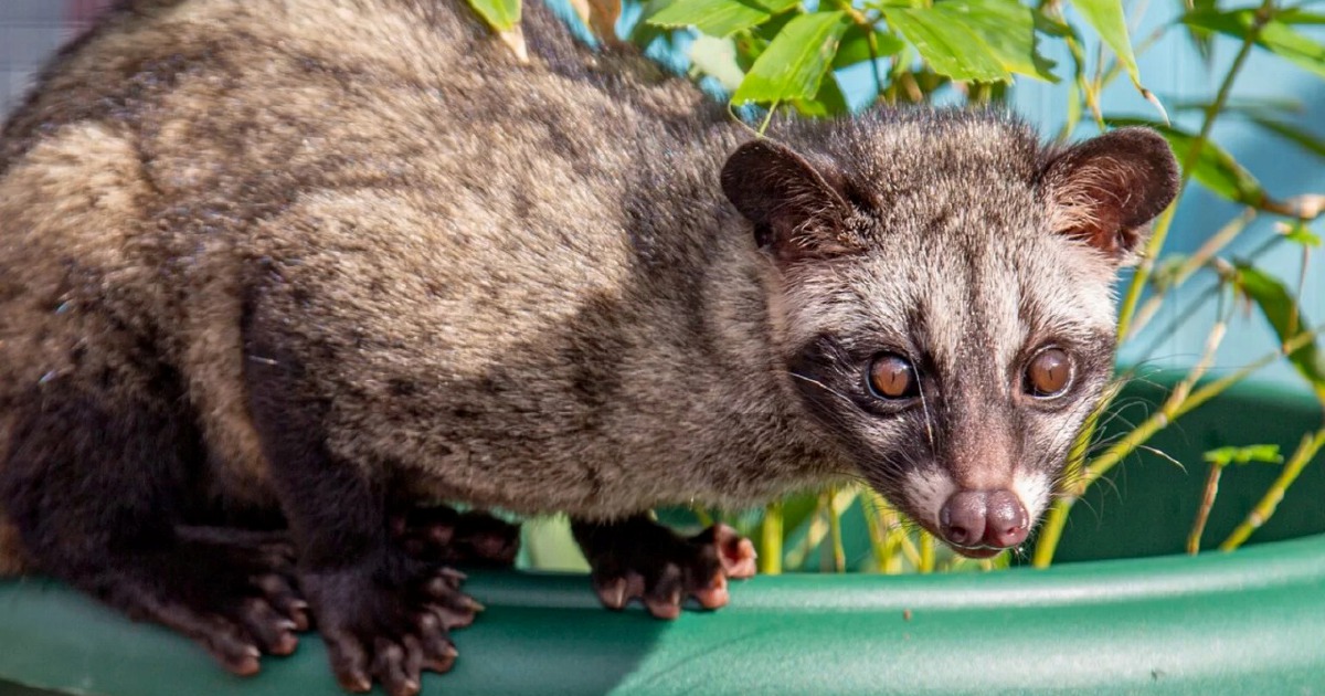Three men detained over unlicensed Asian palm civet cubs in Kelantan operation