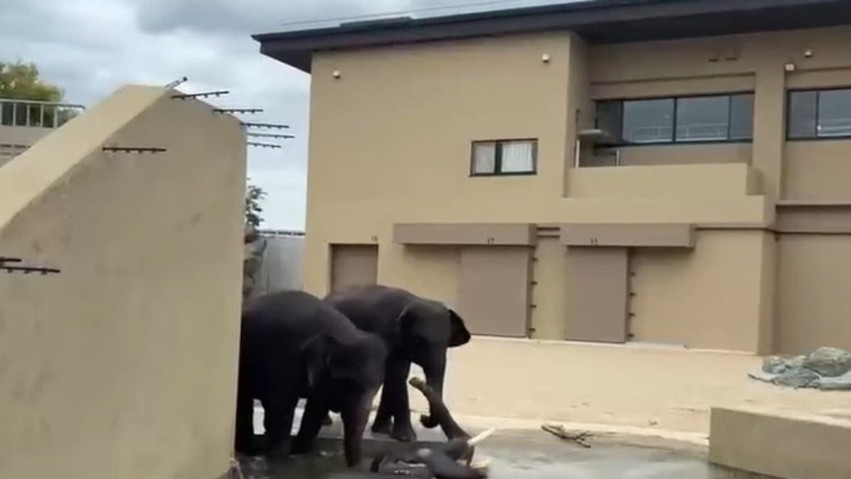 Malaysian Elephants Thrive at Japanese Zoo Under Care Agreement