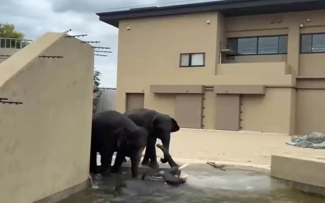 Malaysian Elephants Thrive at Japanese Zoo Under Care Agreement