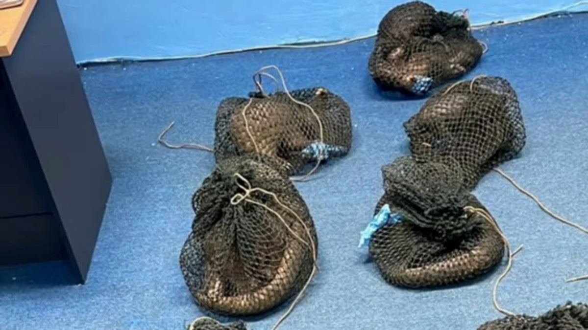 Filipino Man Detained in Sabah with Live Pangolins and Elephant Tusk