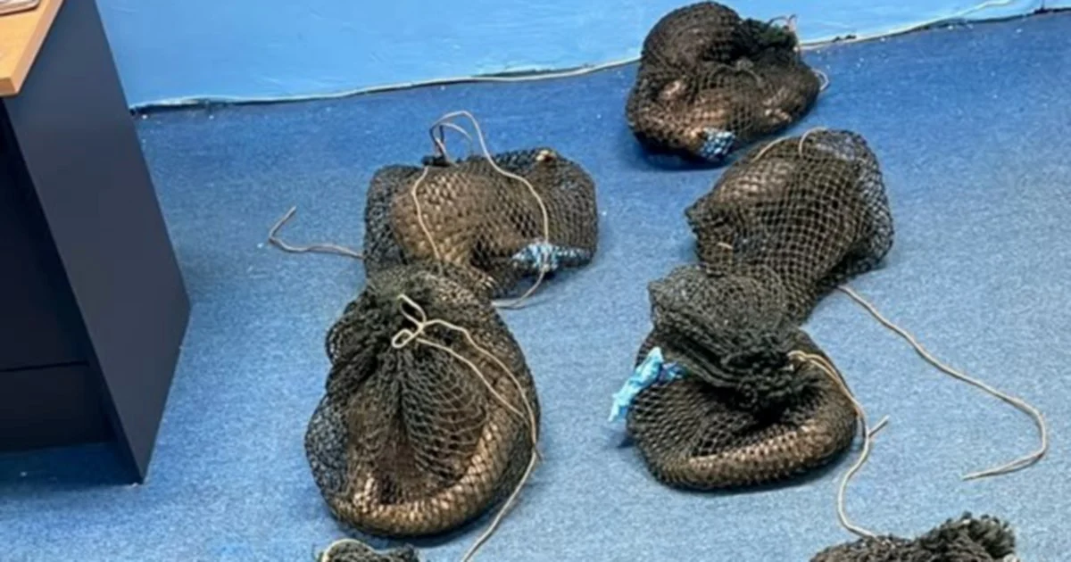 Filipino Man Detained in Sabah with Live Pangolins and Elephant Tusk