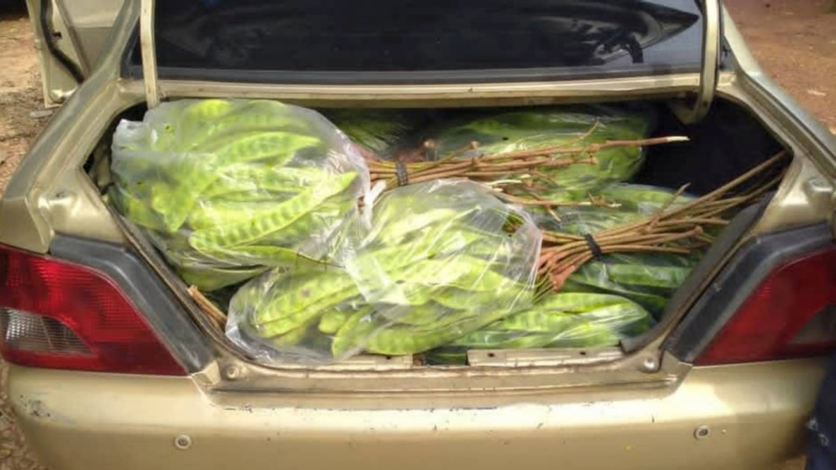 Thai Smuggler Detained with RM8,000 Worth of Petai and Pomelos at Kelantan Border