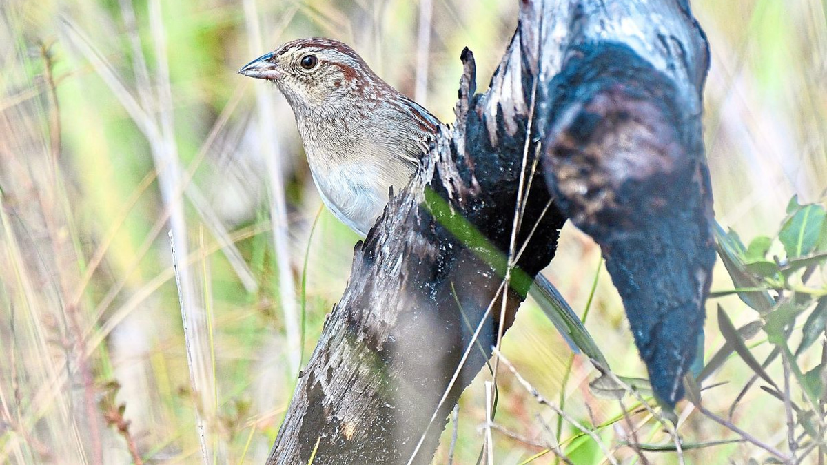 How habitat shapes bird communication: New study reveals environmental influence on sparrow song evolution