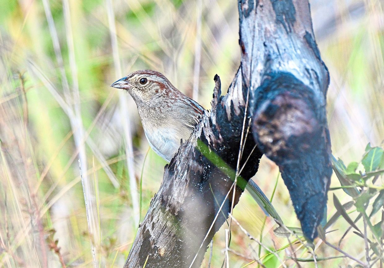 How habitat shapes bird communication: New study reveals environmental influence on sparrow song evolution