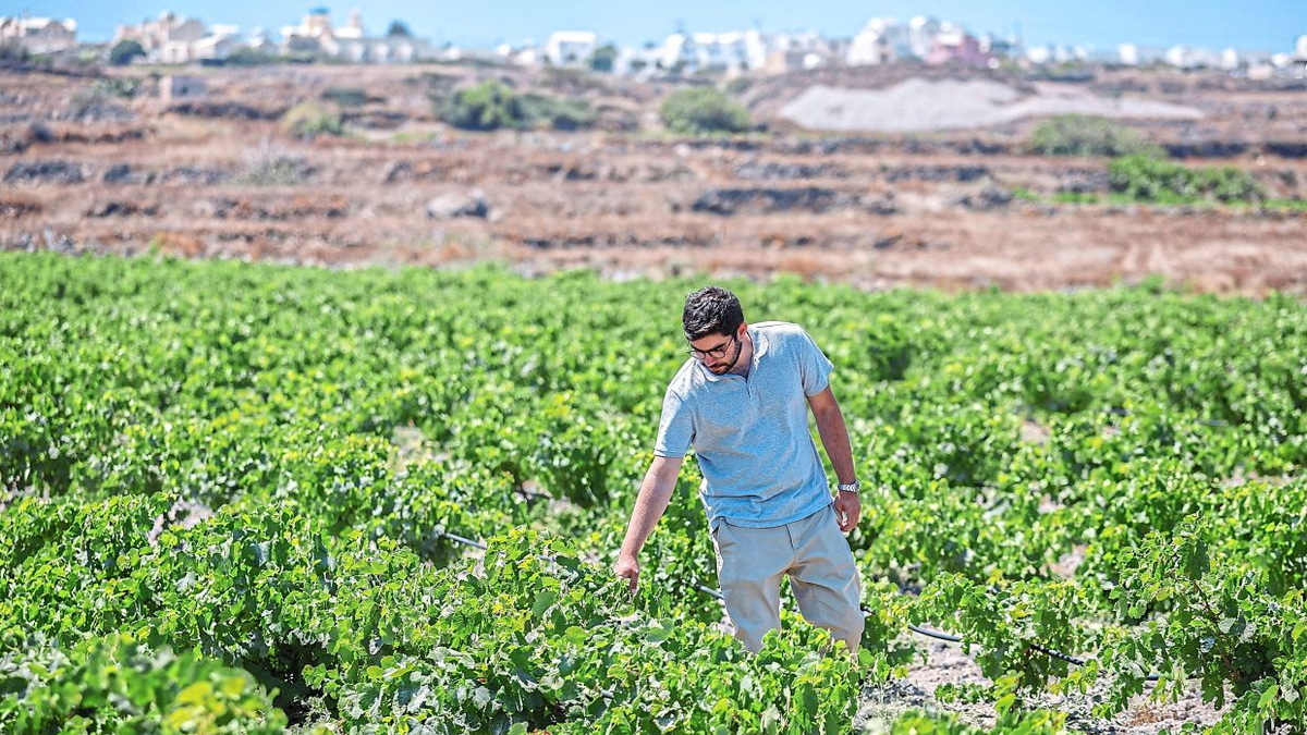 Santorini's Winemakers Battle Climate Crisis With Innovation and Tradition