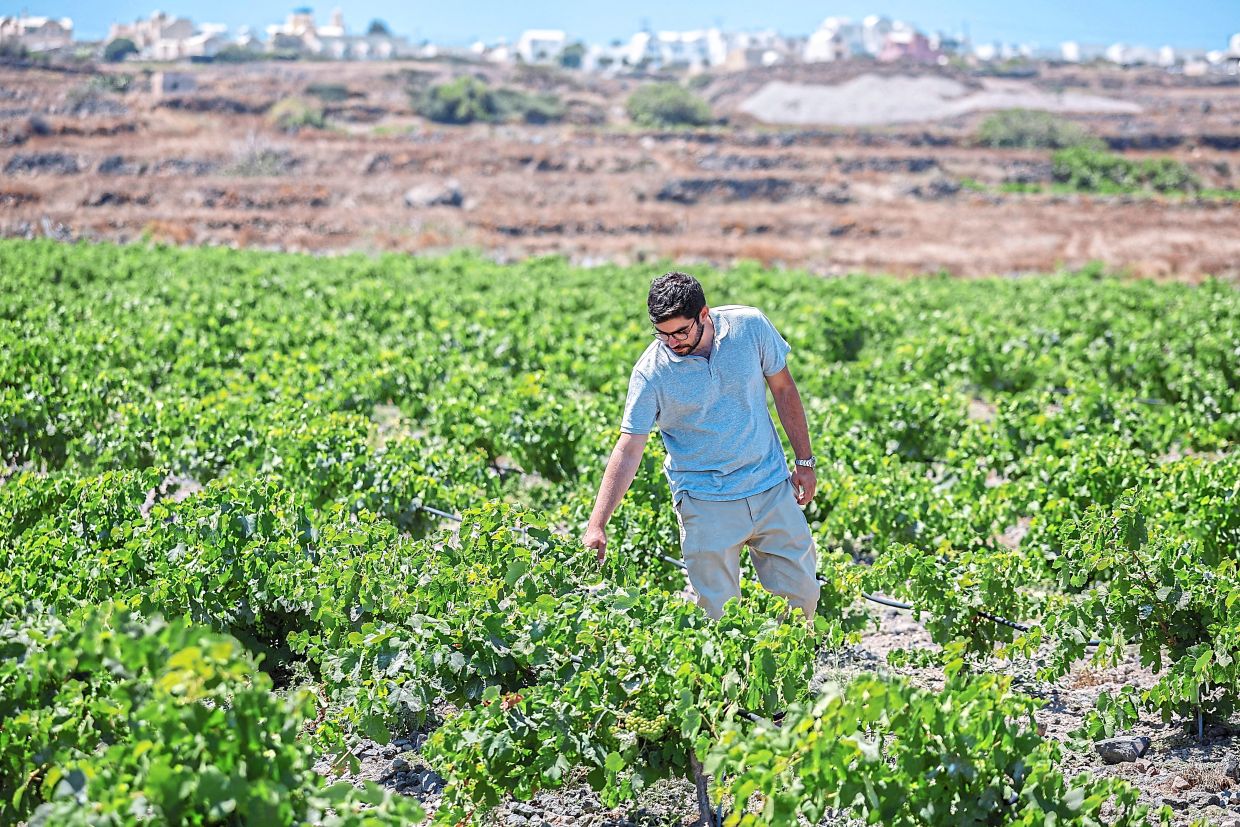 Santorini's Winemakers Battle Climate Crisis With Innovation and Tradition