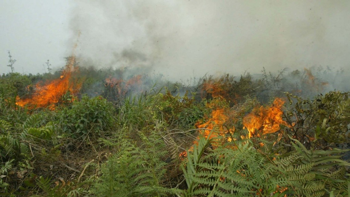 Indonesia Confronts Critical Forest Fire Crisis as West Kalimantan Hotspots Escalate Sharply
