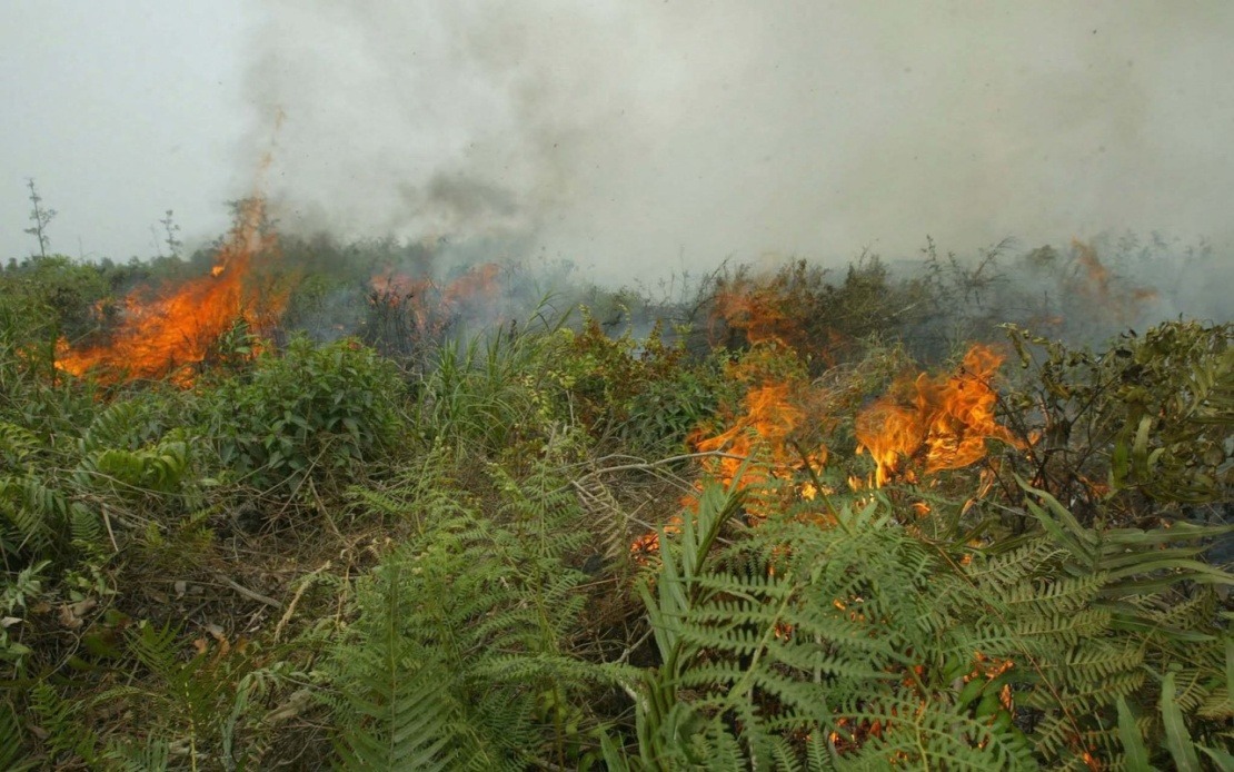 Indonesia Confronts Critical Forest Fire Crisis as West Kalimantan Hotspots Escalate Sharply