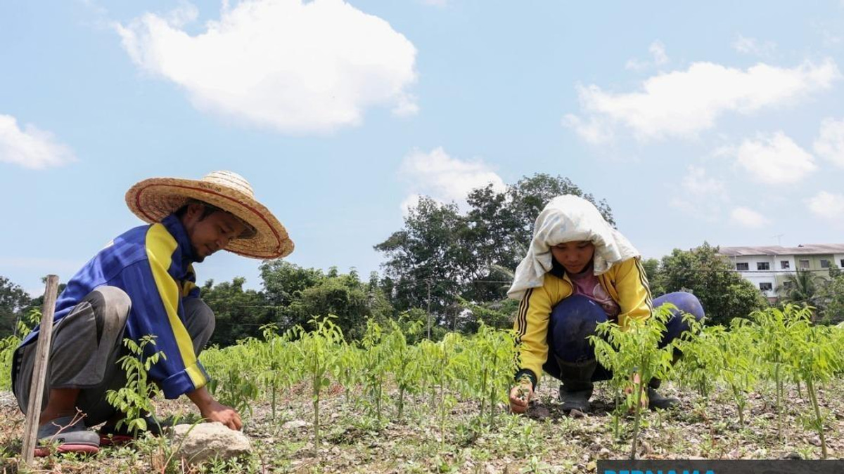 Extreme Heat Takes Toll on Sabah's Agriculture as 17 Regions Battle Record Temperatures