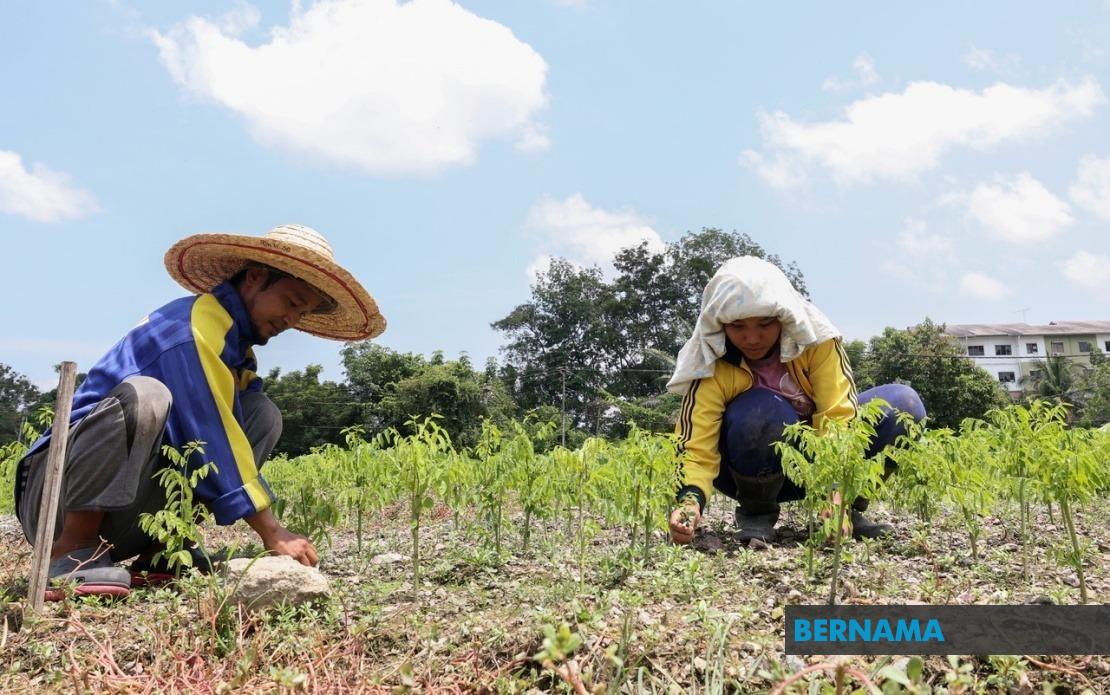 Extreme Heat Takes Toll on Sabah's Agriculture as 17 Regions Battle Record Temperatures