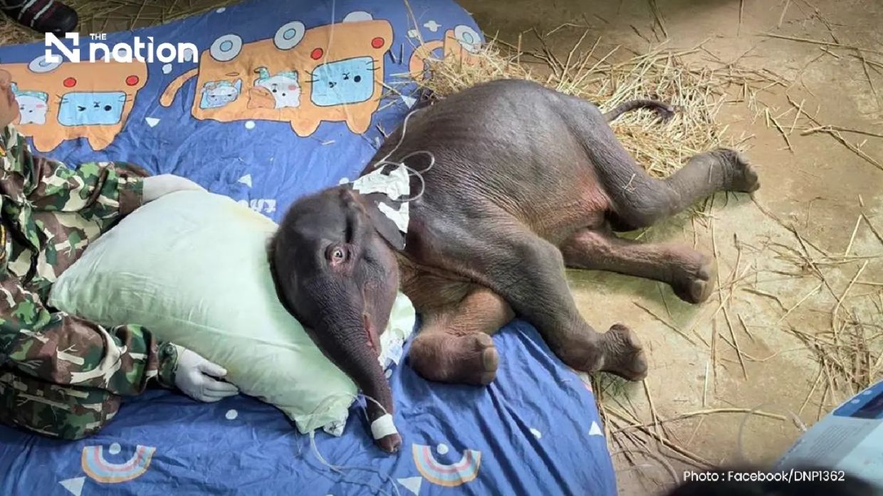 Thailand's orphaned wild elephant calf dies from suspected kidney failure at sanctuary