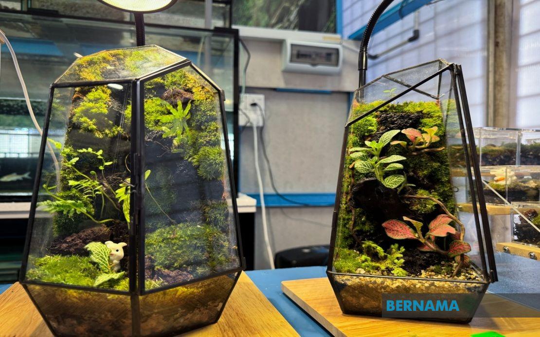 From YouTube Videos to Business: How a Jeli Polytechnic Student Built a Terrarium Empire