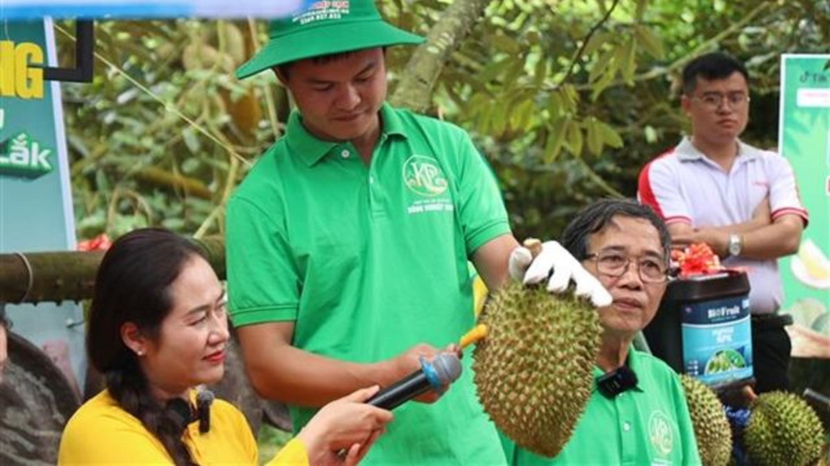 Vietnam's Durian Trade Faces Reckoning Over Certification Fraud as Exports Surge