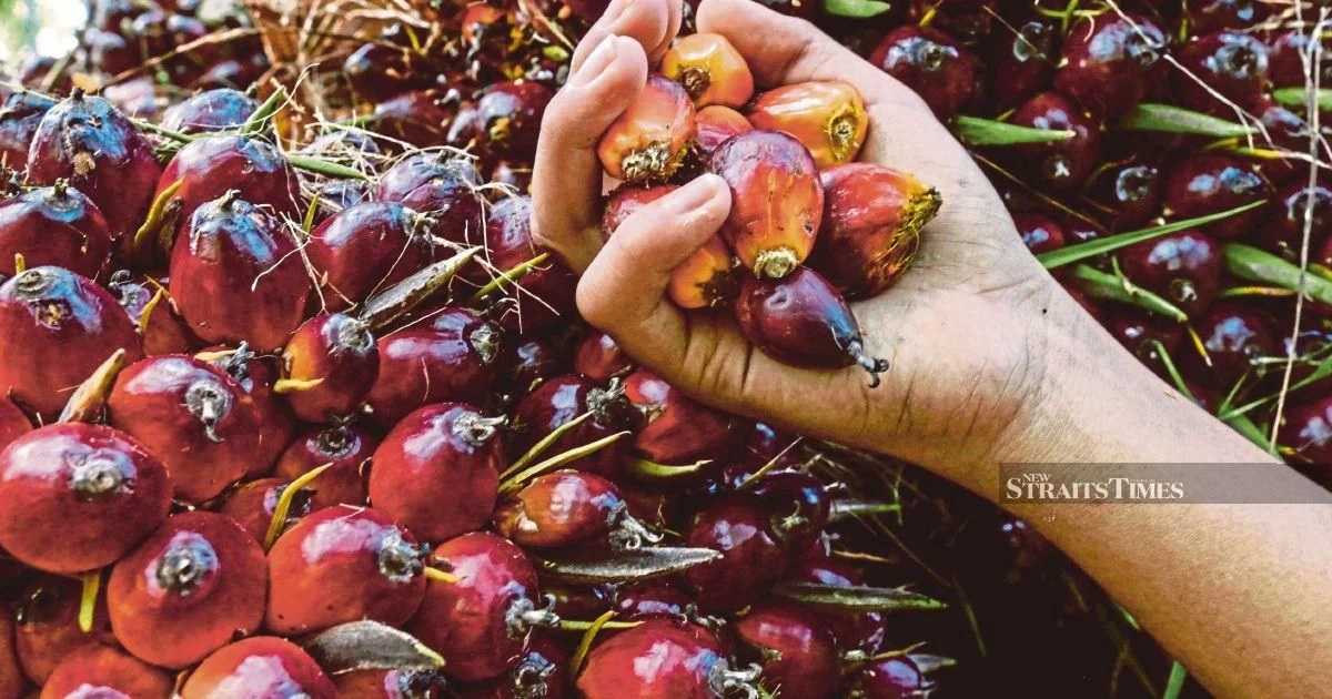 Former KLK Employee Denies Charges Over Concealed Palm Oil Records