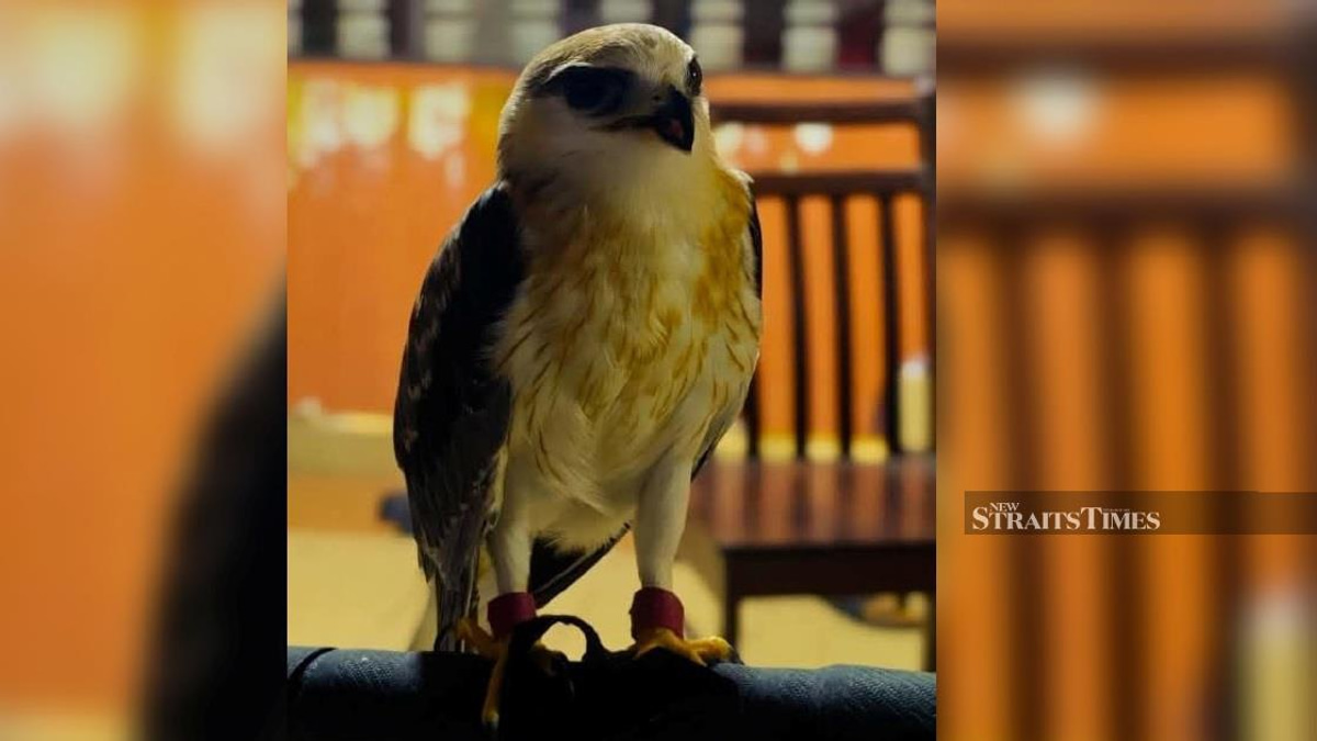 Police Seize RM100,000 Endangered Kite in Kapar Crackdown on Illegal Wildlife Possession