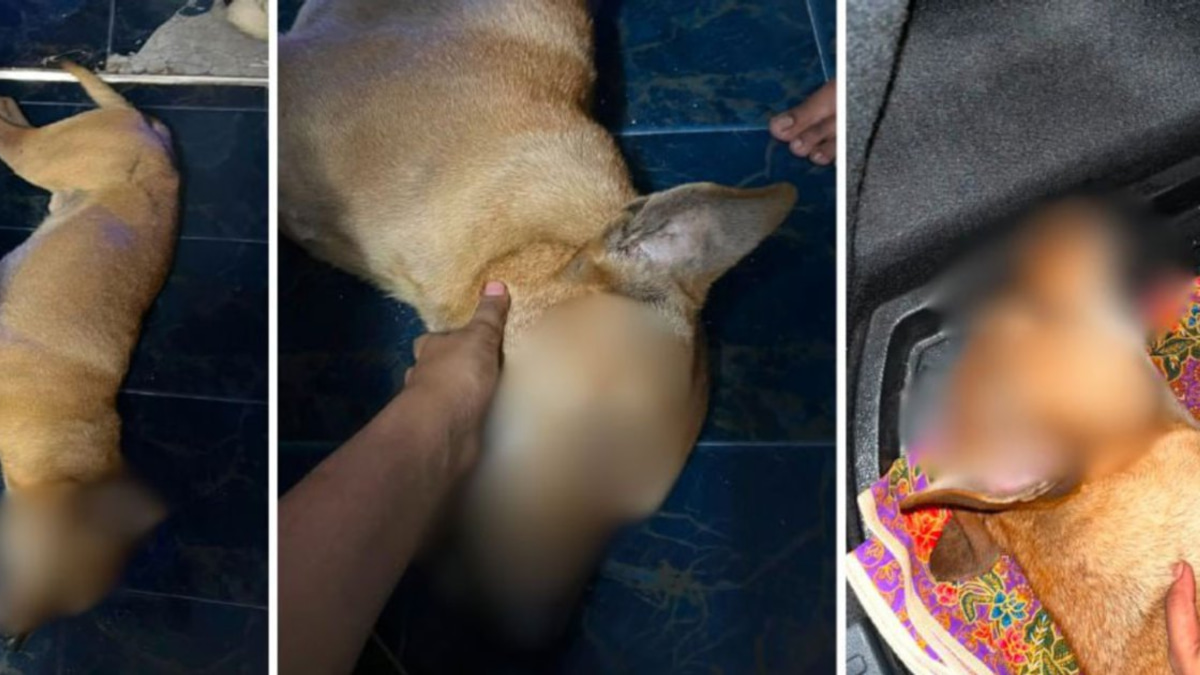 Selangor DVS launches formal probe into Rocky abuse allegations with police complaint