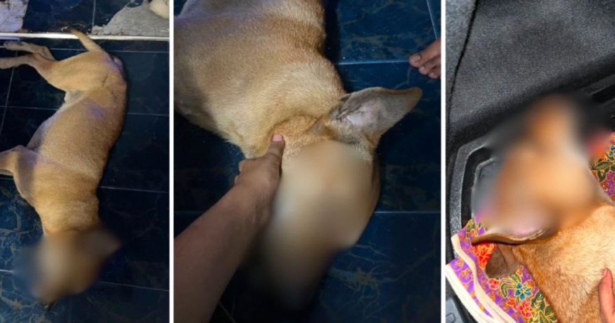 Selangor DVS launches formal probe into Rocky abuse allegations with police complaint