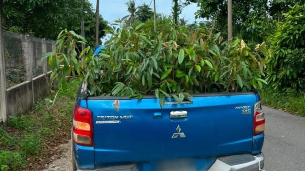 Man arrested as customs authorities intercept 52 smuggled durian saplings from Thailand
