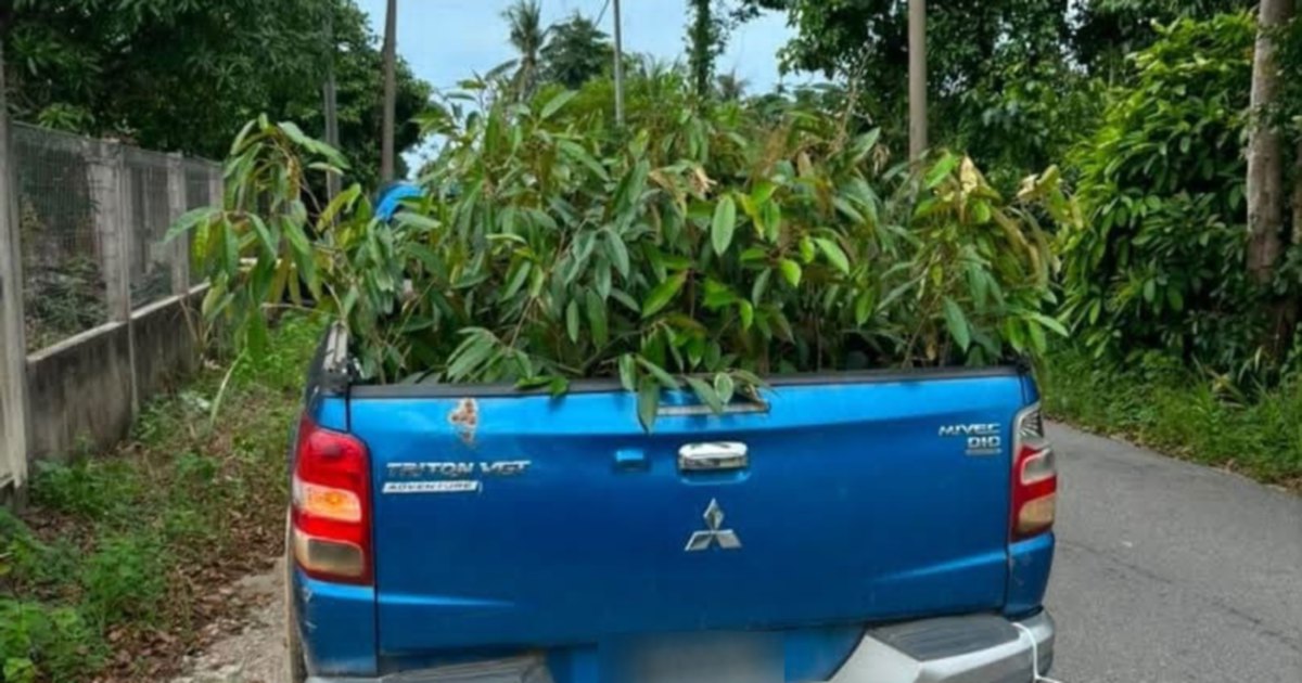 Man arrested as customs authorities intercept 52 smuggled durian saplings from Thailand