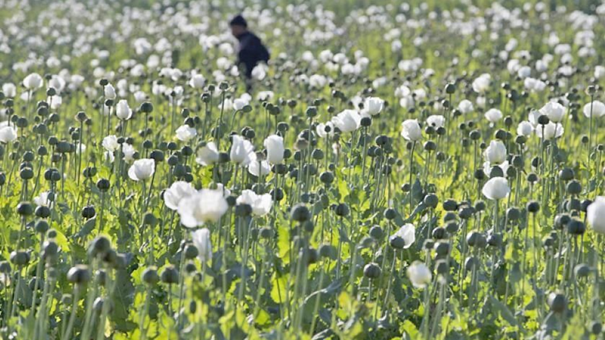Myanmar Police Seize Over 17kg of Heroin and Million Stimulant Pills in Major Crackdown
