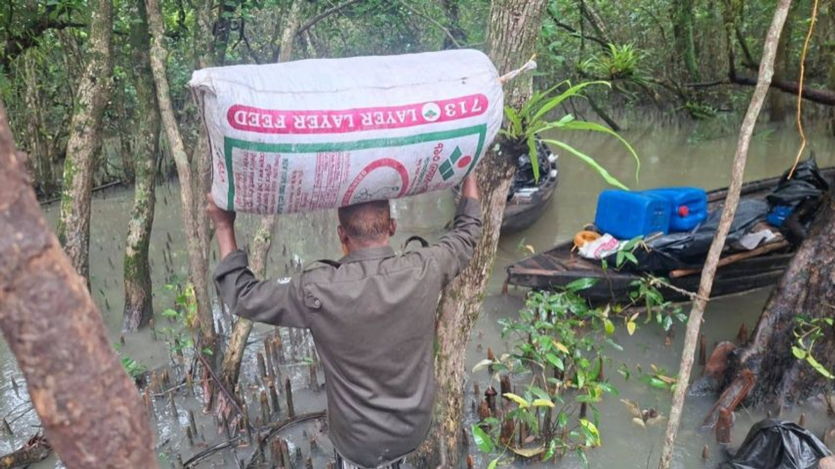 Bangladesh cracks down on illegal poison-tainted shrimp operations in Sundarbans mangrove forest