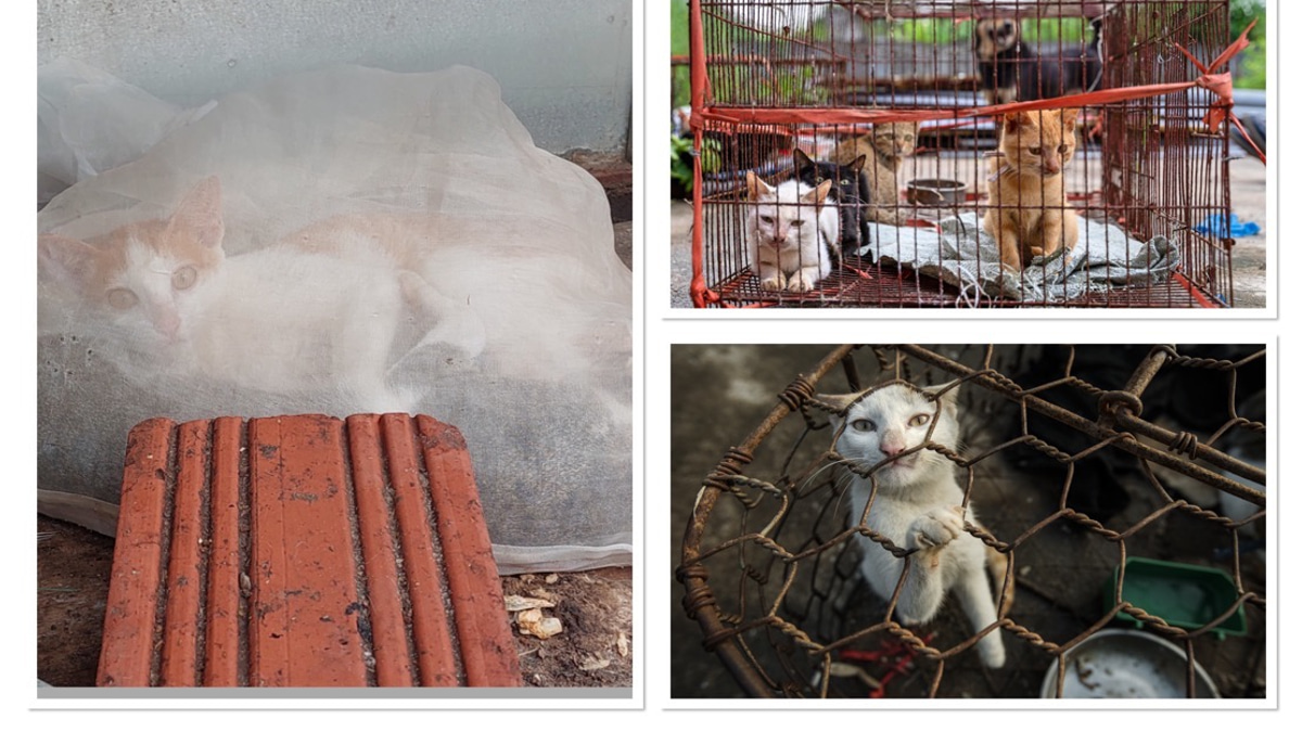 Dark Trade in Cat Meat Persists Across Indochina Despite Public Opposition