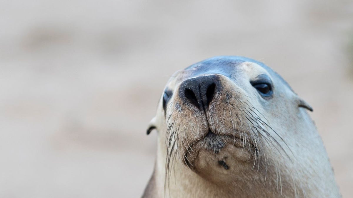 H5N1 bird flu outbreak in South Australia poses severe risk to endangered sea lions, warns wildlife expert