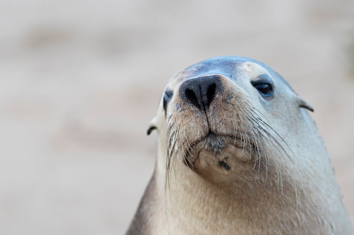 H5N1 bird flu outbreak in South Australia poses severe risk to endangered sea lions, warns wildlife expert