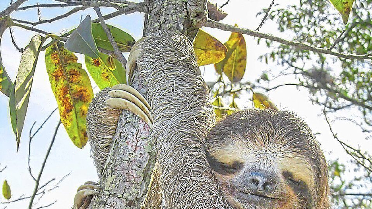 Sloth genome reveals ancient 'jumping genes' that could unlock secrets of human ageing