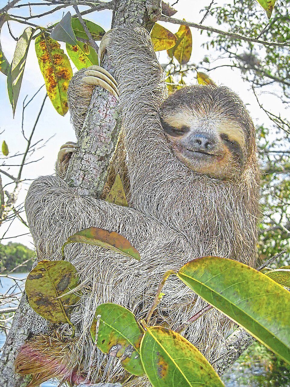 Sloth genome reveals ancient 'jumping genes' that could unlock secrets of human ageing
