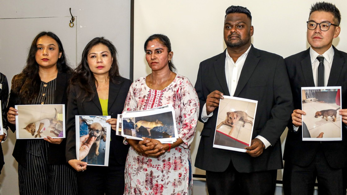 Inquiry Launched After Dog Dies During Stray-Catching Operation in Port Klang