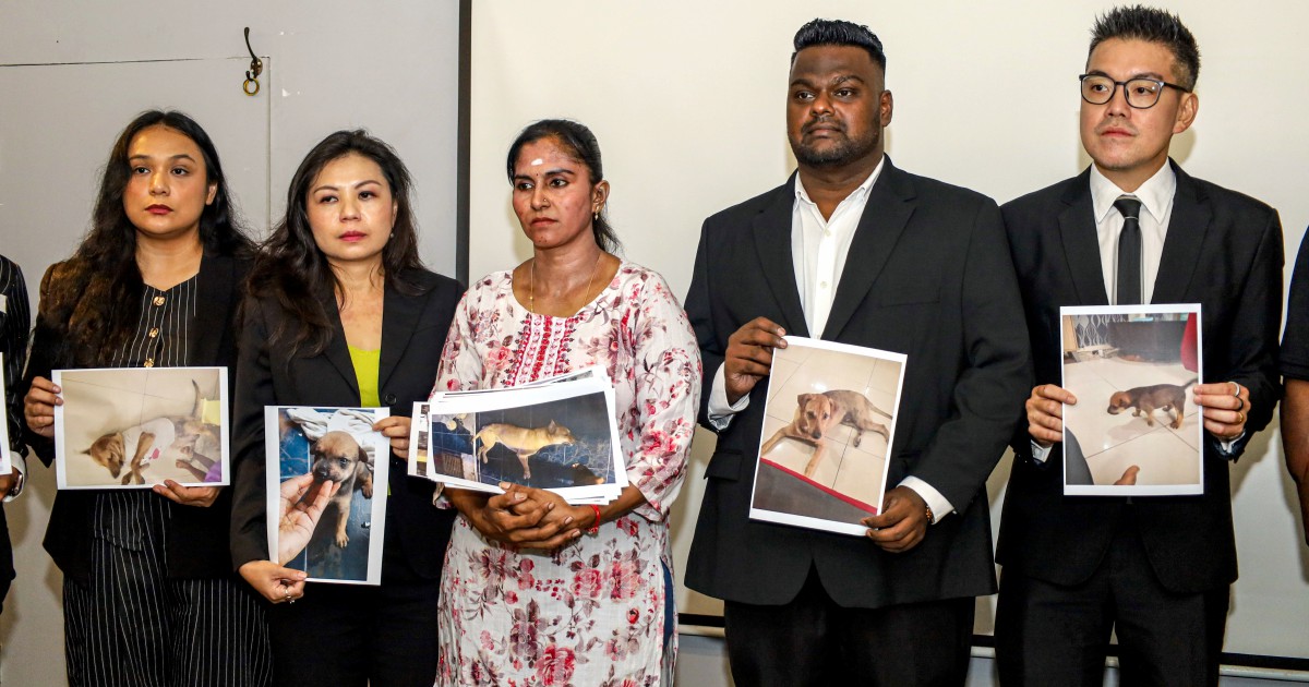 Inquiry Launched After Dog Dies During Stray-Catching Operation in Port Klang