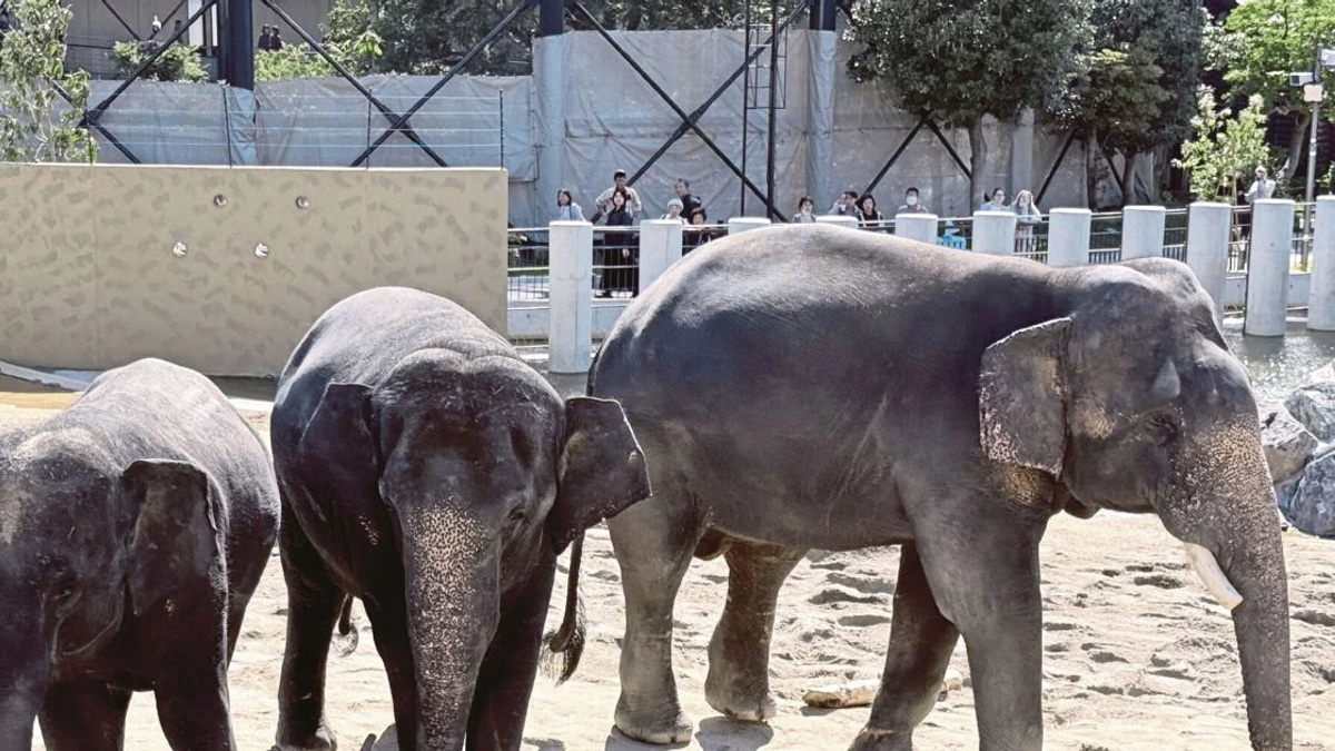 MACC Launches Inquiry into Zoo Taiping Elephant Transfer to Japan