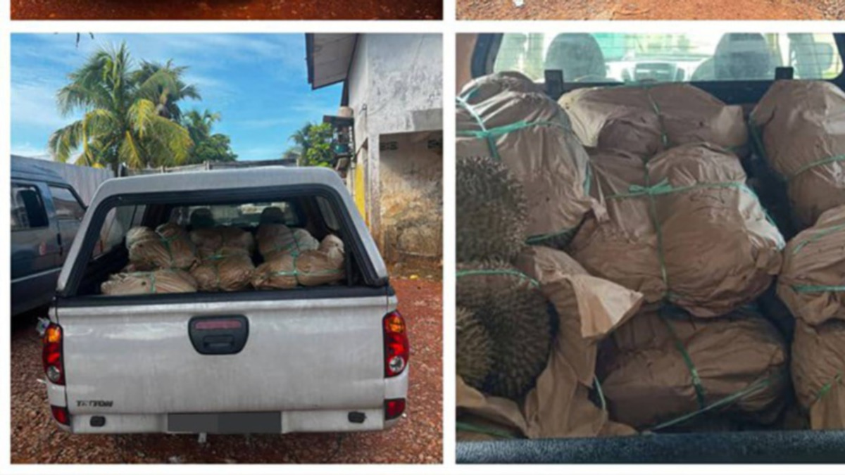 GOF busts durian smuggling operation at illegal jetty, arrests 20-year-old driver