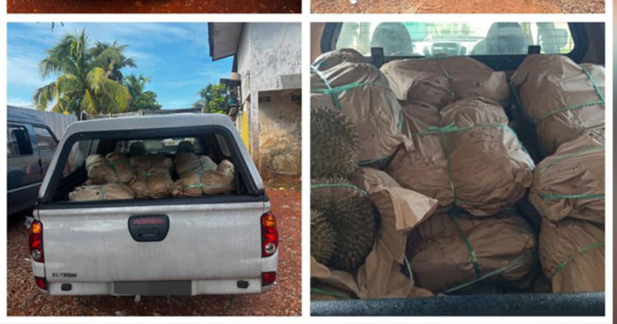GOF busts durian smuggling operation at illegal jetty, arrests 20-year-old driver