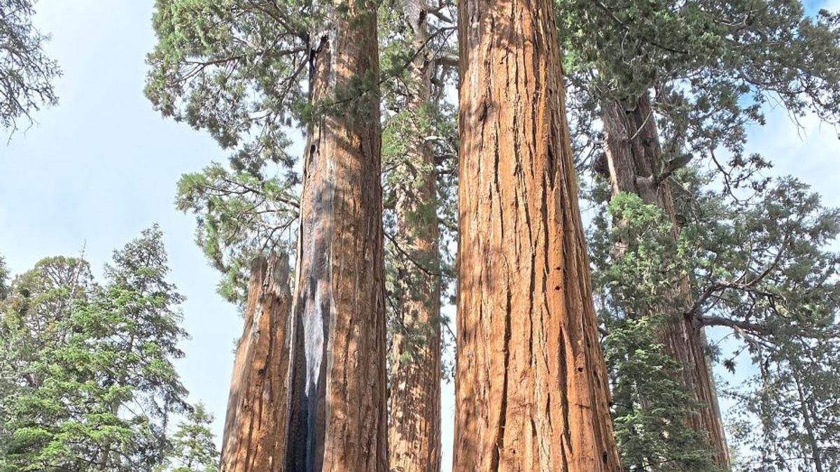 California launches massive restoration push to save ancient giant sequoias from catastrophic wildfires