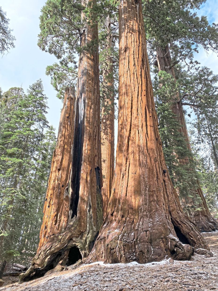 California launches massive restoration push to save ancient giant sequoias from catastrophic wildfires