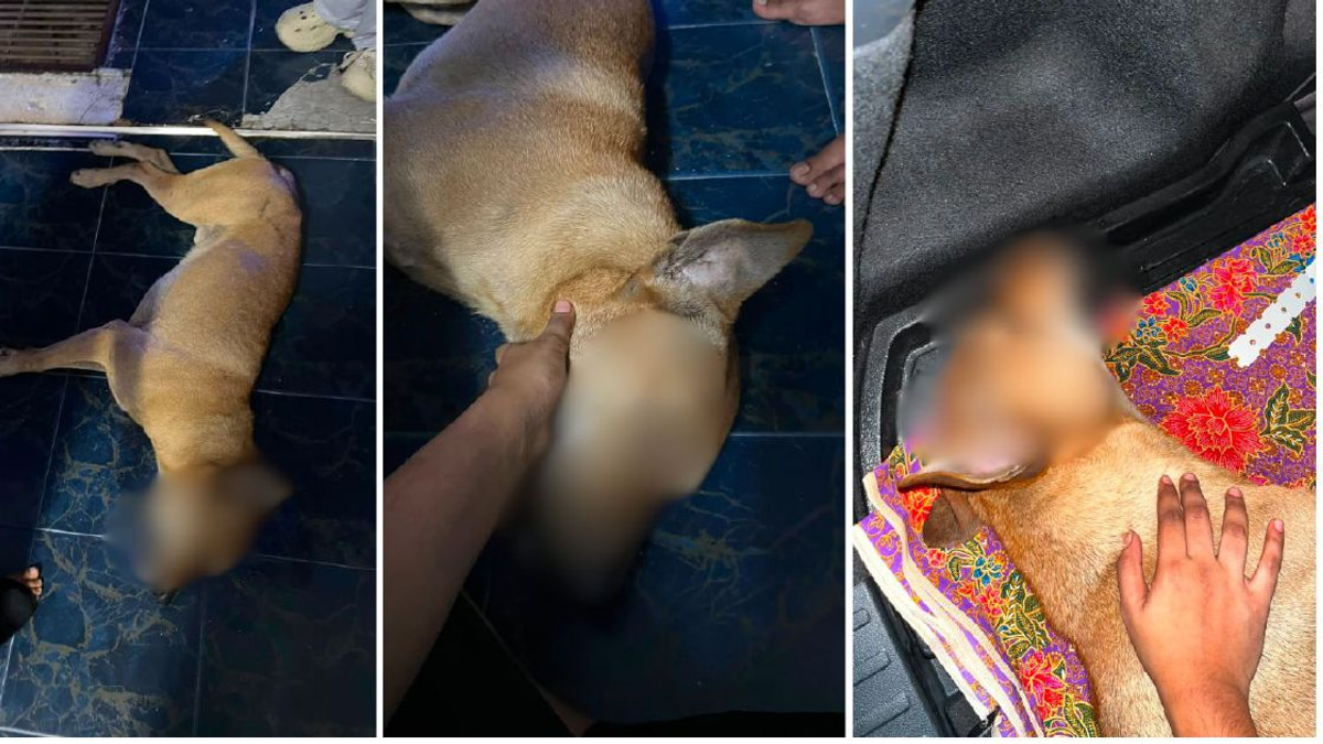 Police Launch Inquiry Into Dog's Death During Stray Capture in Port Klang