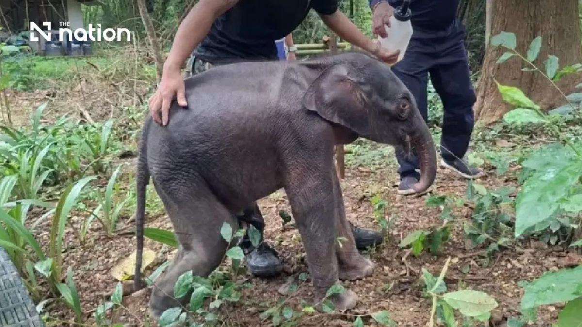 Thai Elephant Calf in Critical Condition After Separation from Herd in Kanchanaburi
