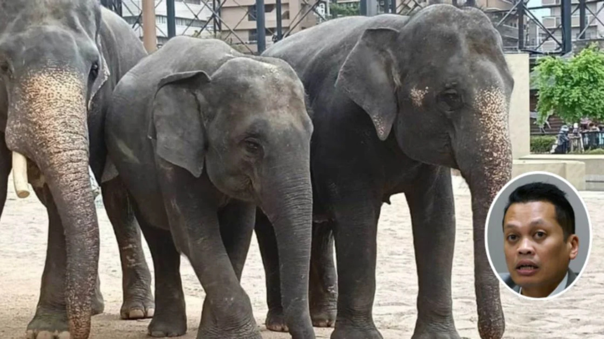 Nik Nazmi Denies Involvement in Alleged RM53 Million Elephant Transfer Scandal