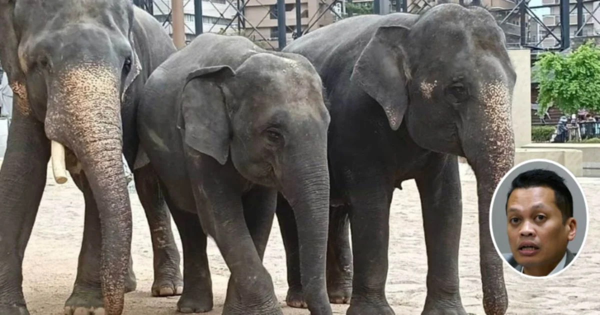 Nik Nazmi Denies Involvement in Alleged RM53 Million Elephant Transfer Scandal