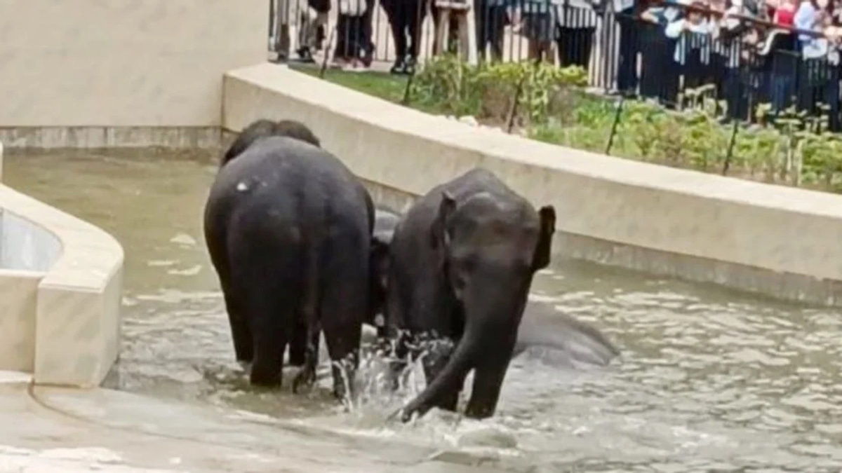 MACC Confines Elephant Transfer Probe to Document Review