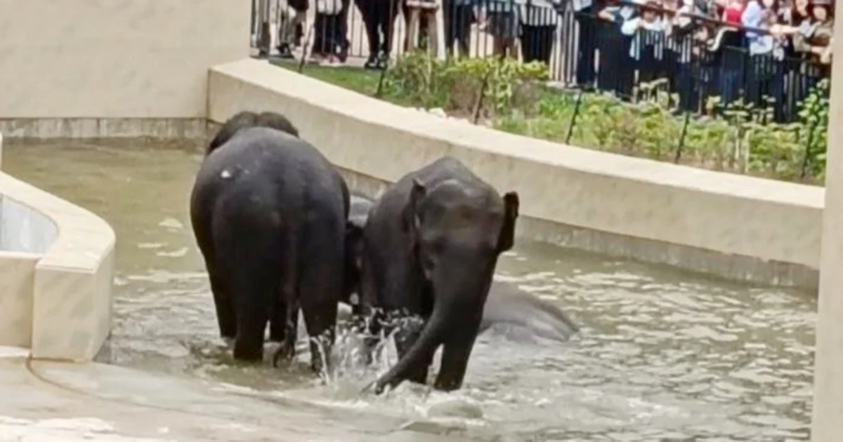 MACC Confines Elephant Transfer Probe to Document Review