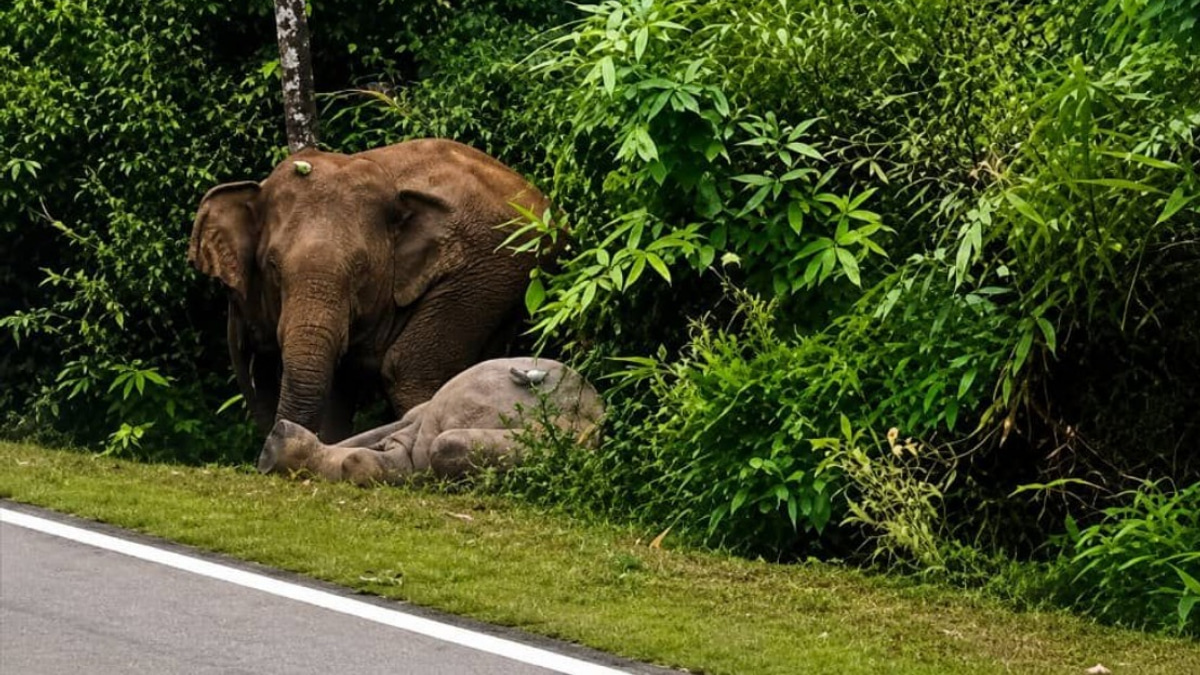 Mother Elephant Grieves Calf Killed on Mersing Road, Echoing Gerik Tragedy