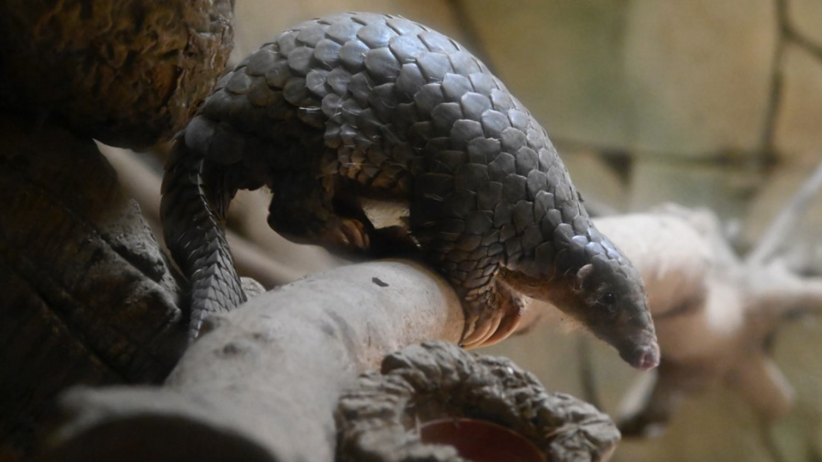 Indonesia Dismantles Pangolin Trafficking Ring as Enforcement Intensifies