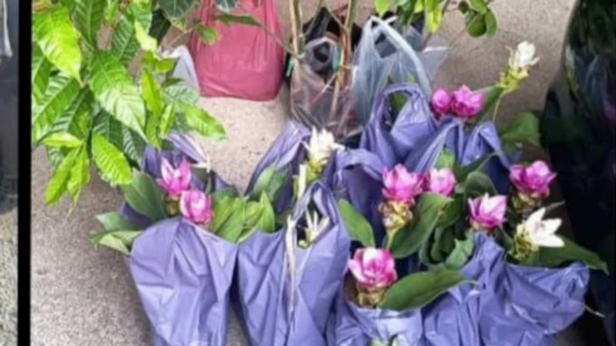 Two elderly women arrested for smuggling Thai plant seedlings through Kelantan jetty