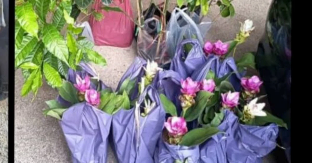 Two elderly women arrested for smuggling Thai plant seedlings through Kelantan jetty