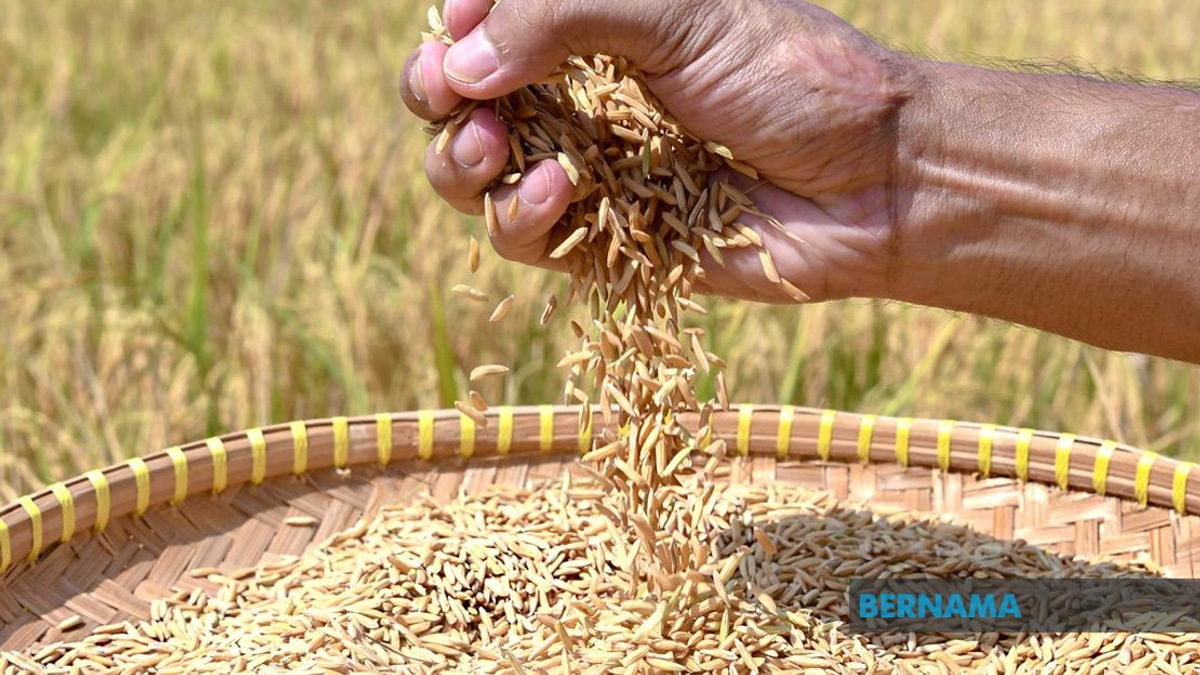 Indonesia Pursues Rice Export Agreements With Malaysia and Singapore