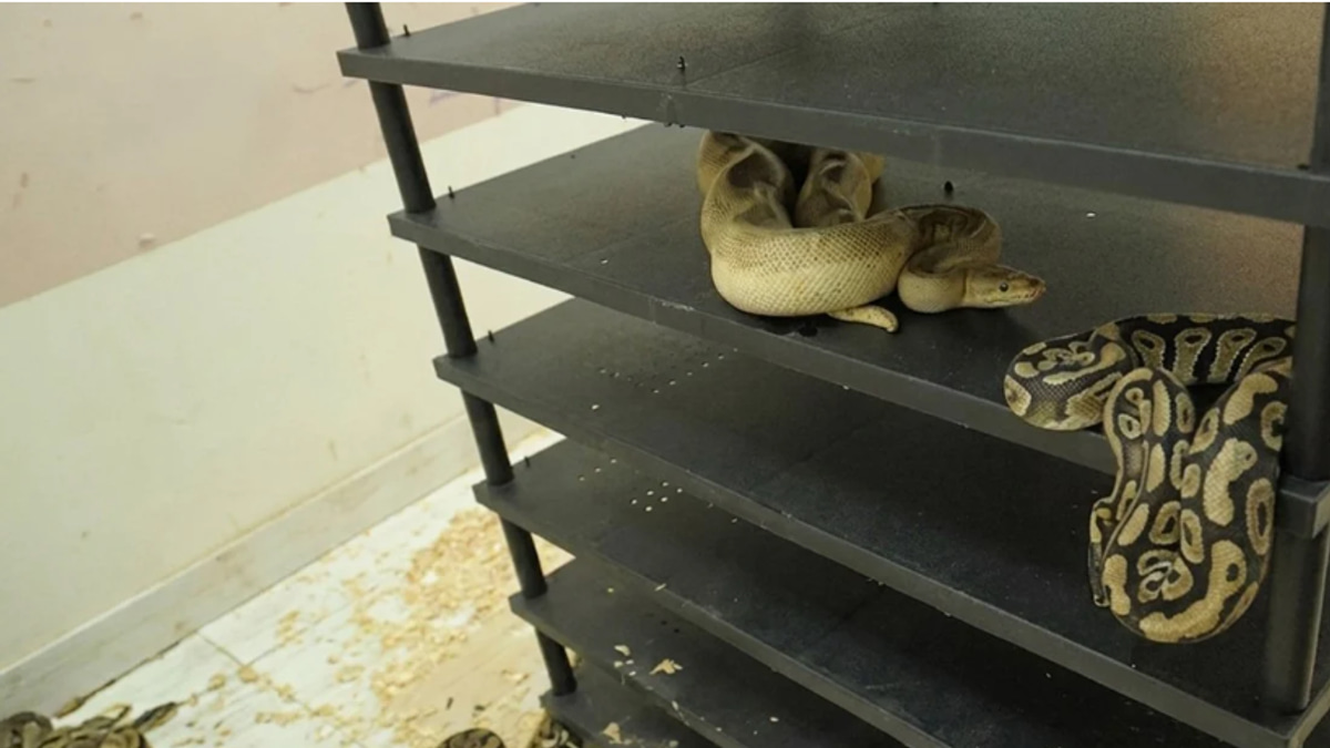 Chinese man jailed for hiding 300 pythons in residential flat, exposed by electricity audit
